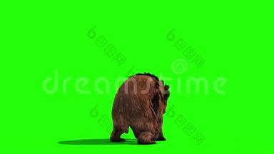 棕熊攻击循环后绿幕3D渲染动画
